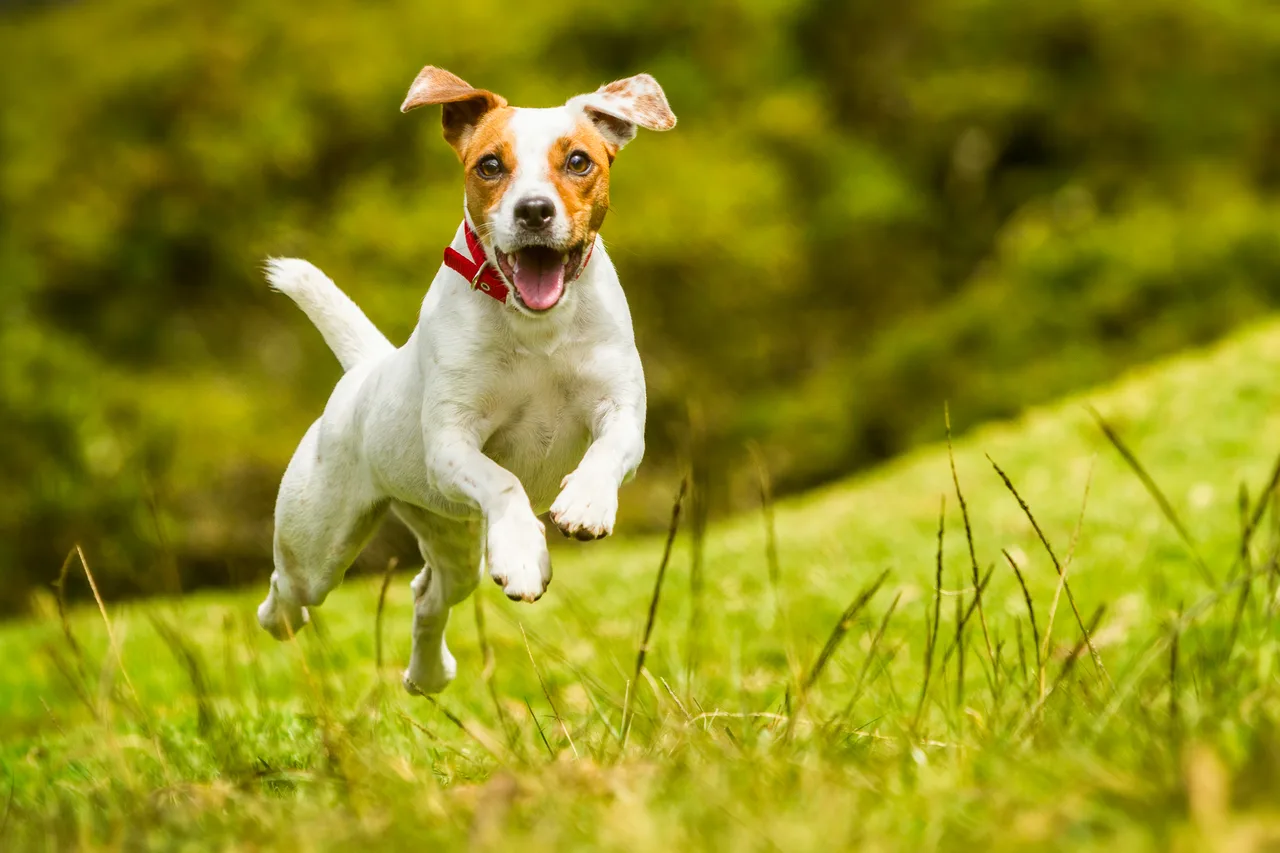 Photo de Parson Russell Terrier