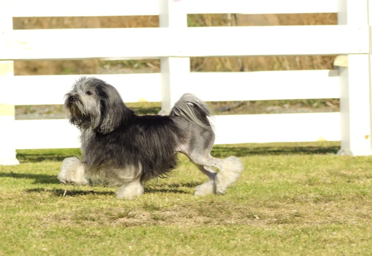 Photo de Petit Chien Lion