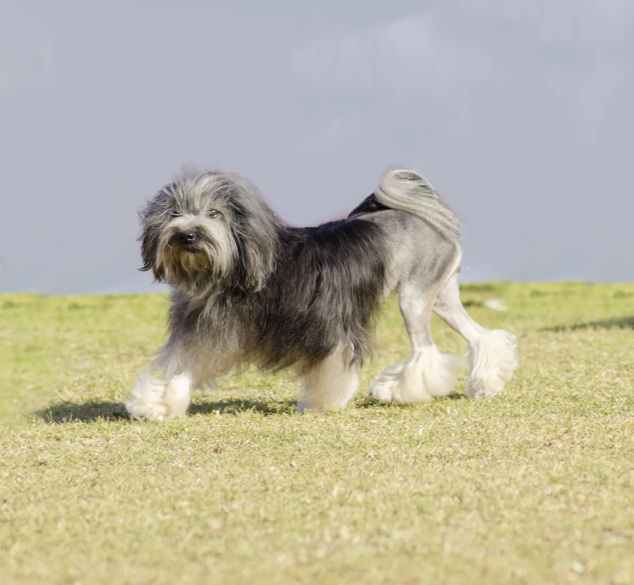 Photo de Petit Chien Lion