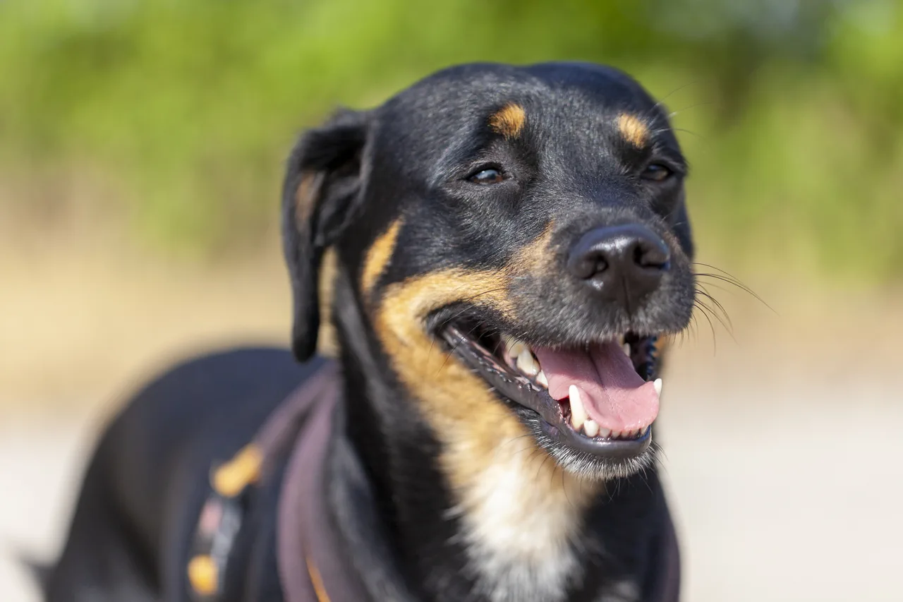 Photo de Pinscher allemand