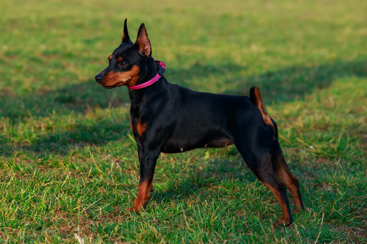 Photo de Pinscher nain