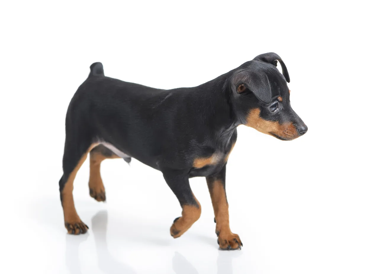 Photo de Pinscher nain