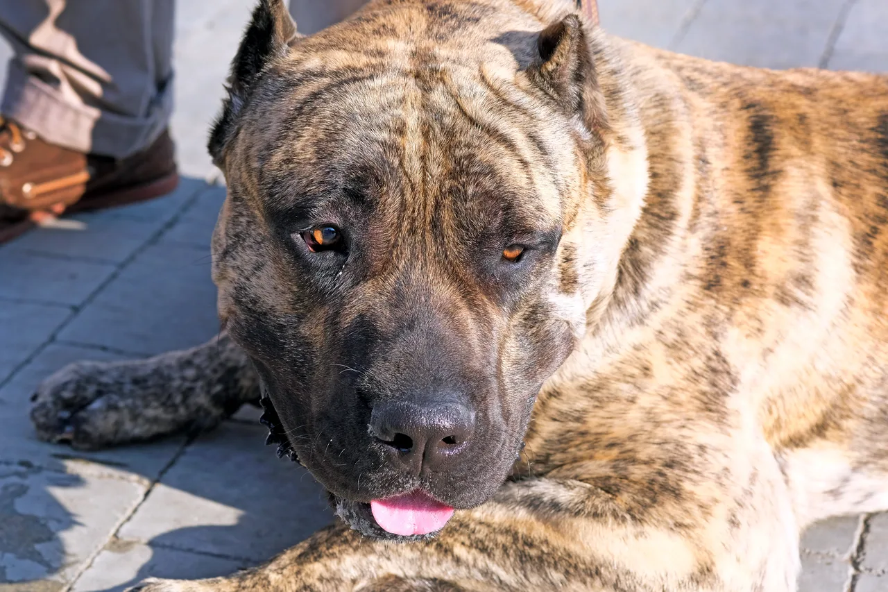 Photo de Presa Canario