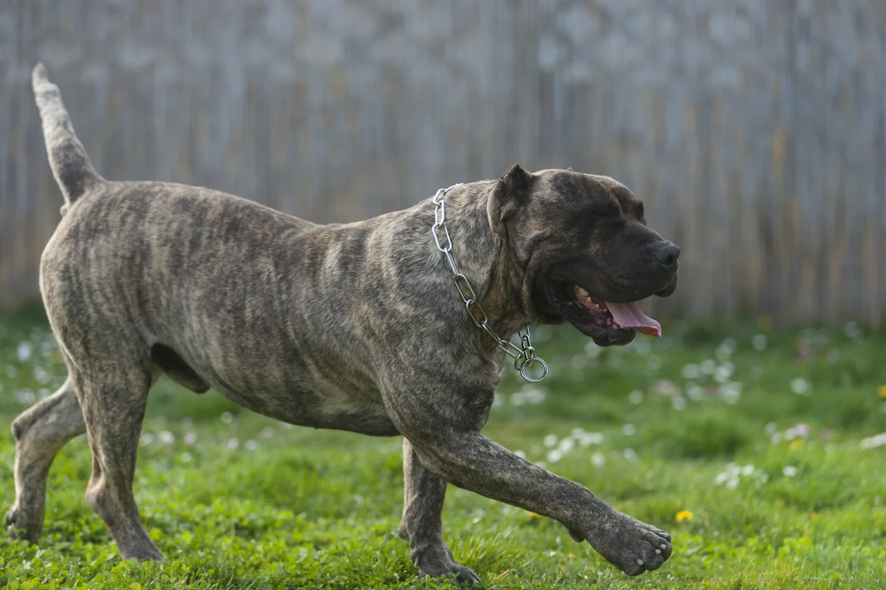Photo de Presa Canario