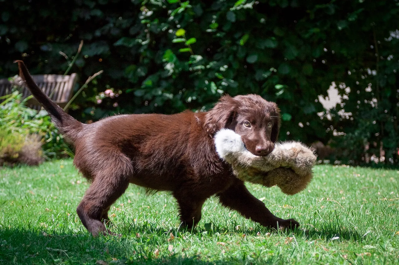 Photo de Retriever à poil plat