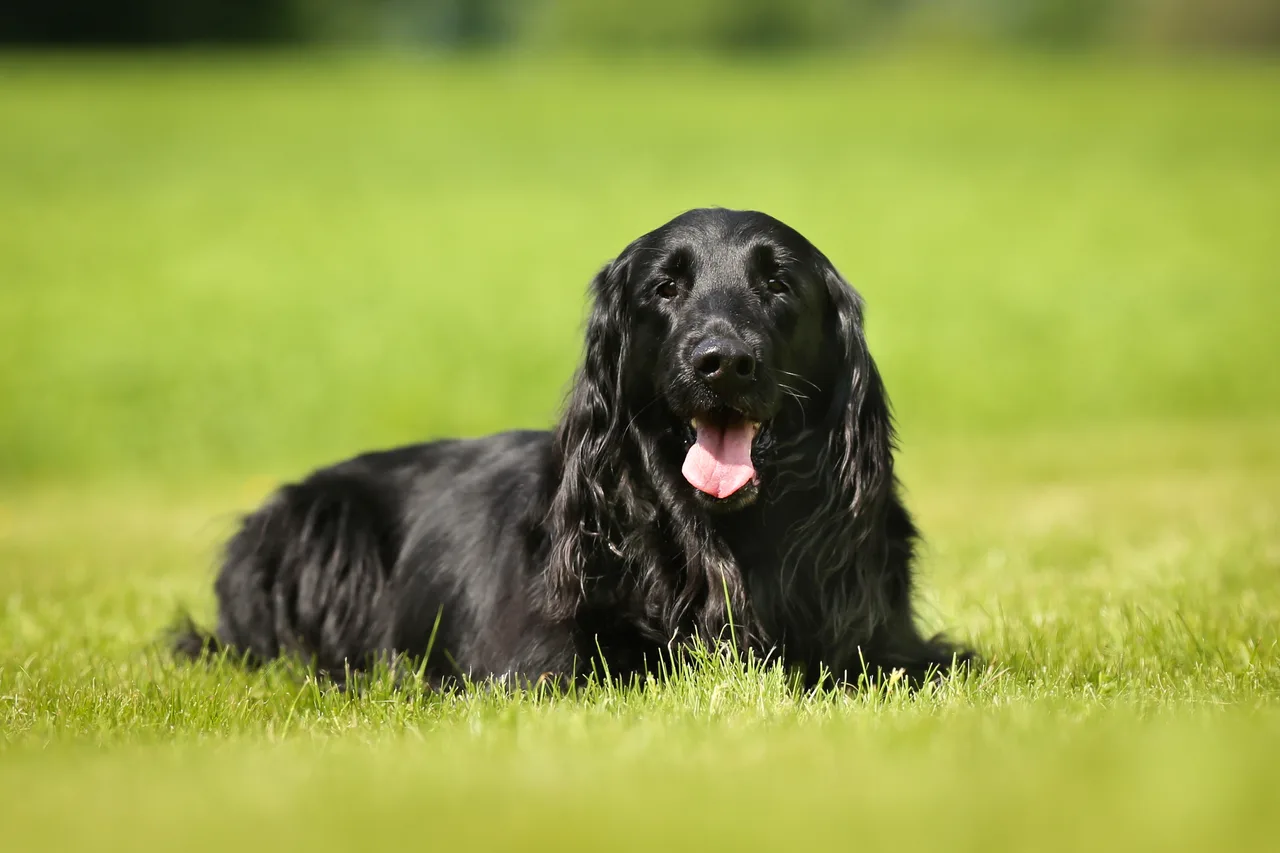 Photo de Retriever à poil plat