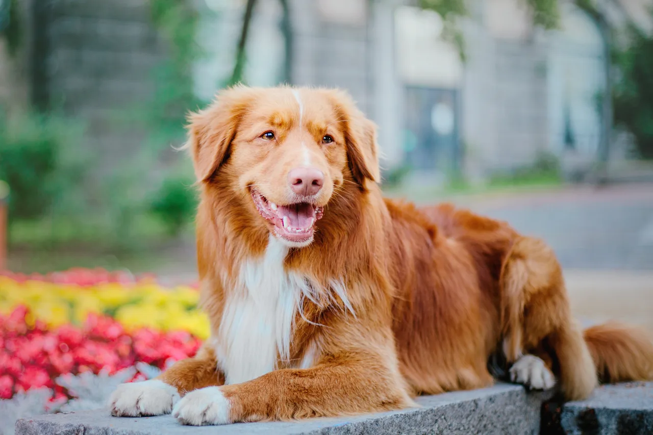 Photo de Retriever de la Nouvelle-Écosse