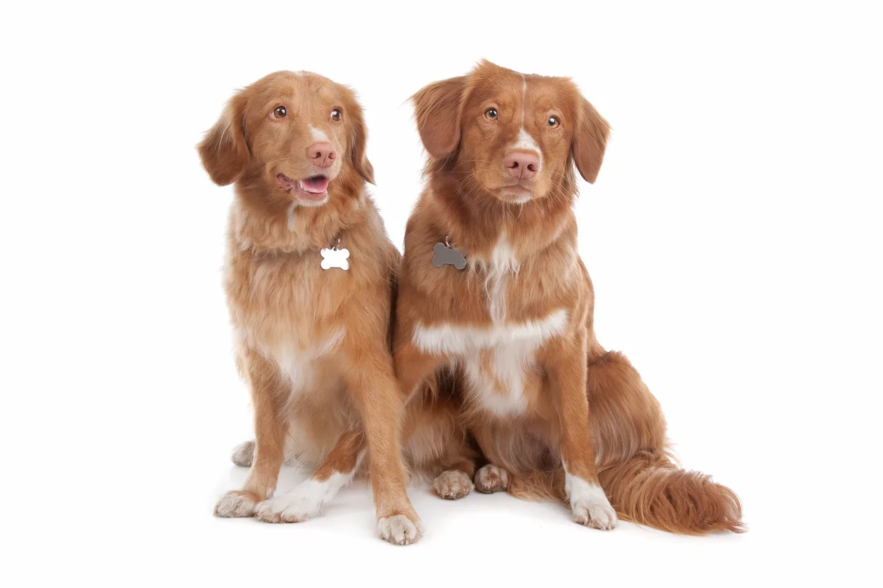 Photo de Retriever de la Nouvelle-Écosse