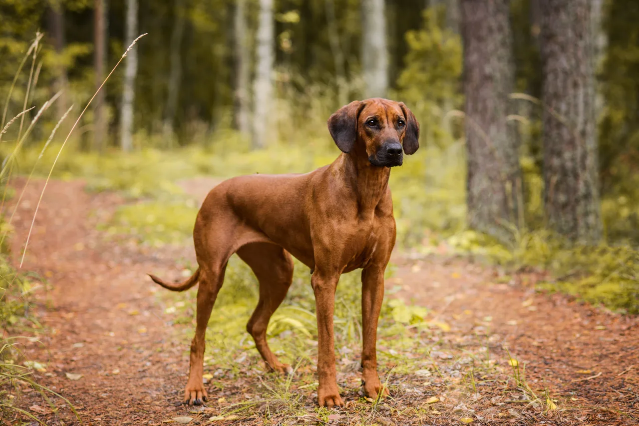 Photo de Rhodesian Ridgeback