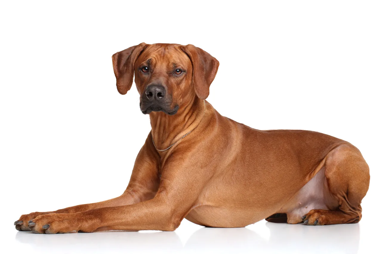Photo de Rhodesian Ridgeback