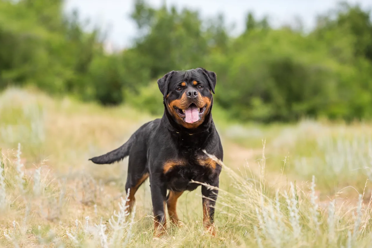 Photo de Rottweiler