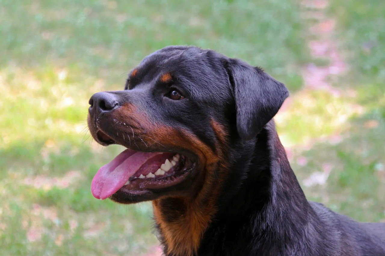 Photo de Rottweiler