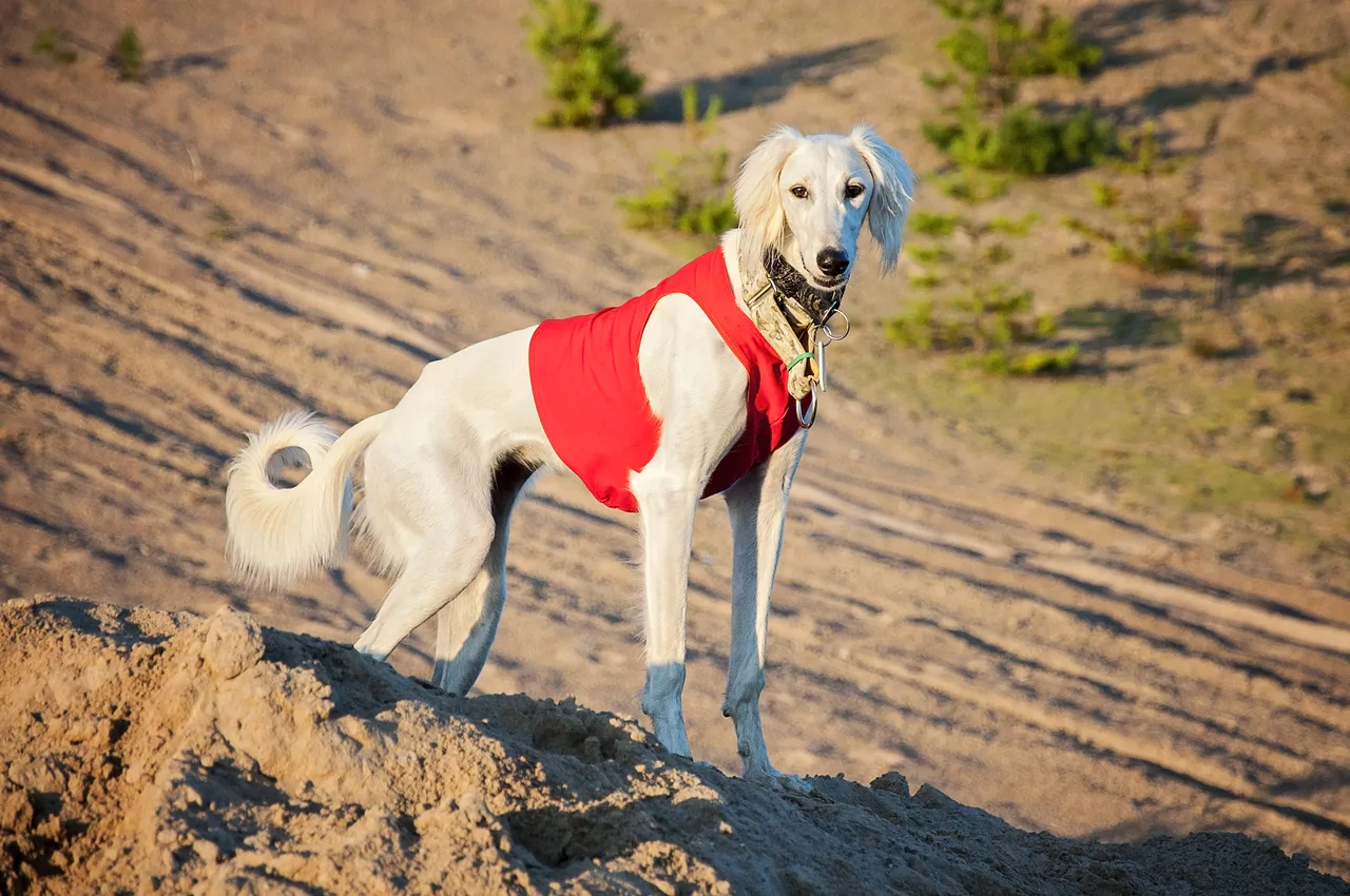 Photo de Saluki