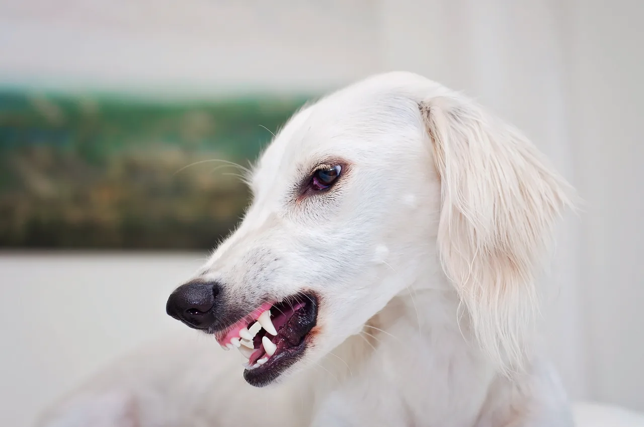 Photo de Saluki