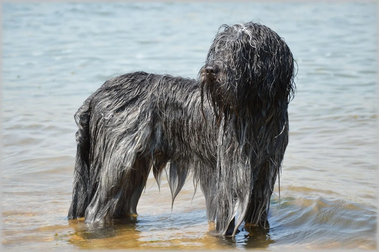 Photo de Schapendoes néerlandais
