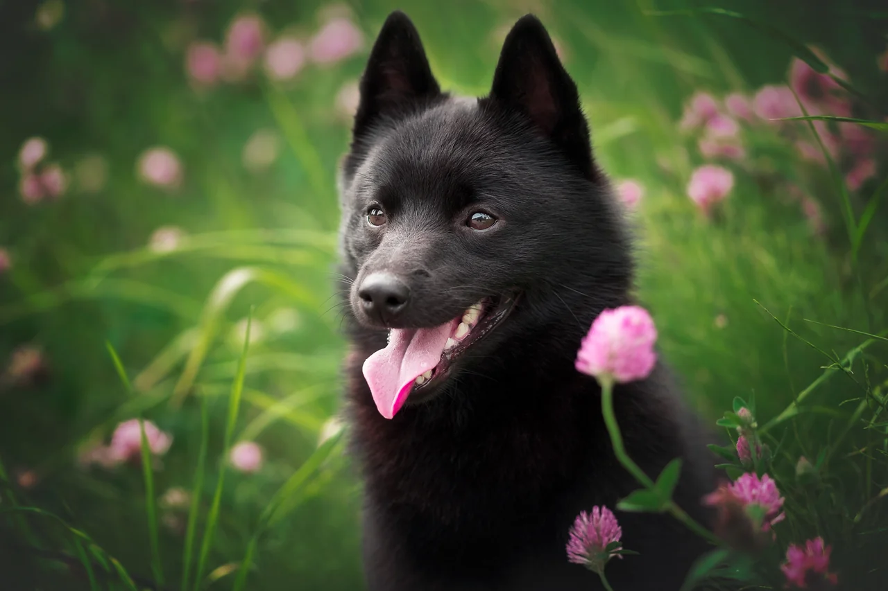 Photo de Schipperke