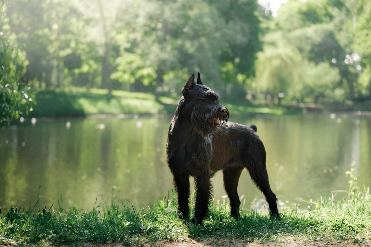 Photo de Schnauzer géant