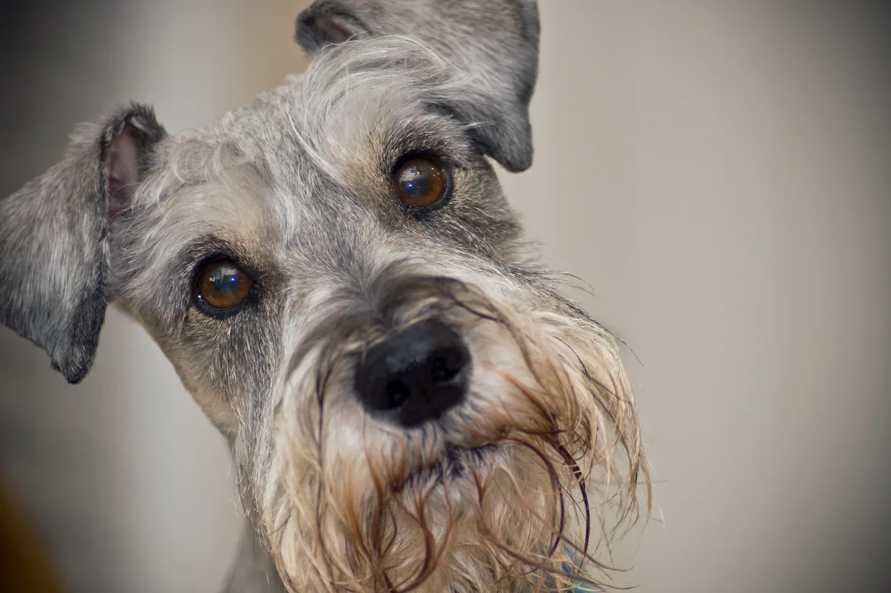 Photo de Schnauzer moyen