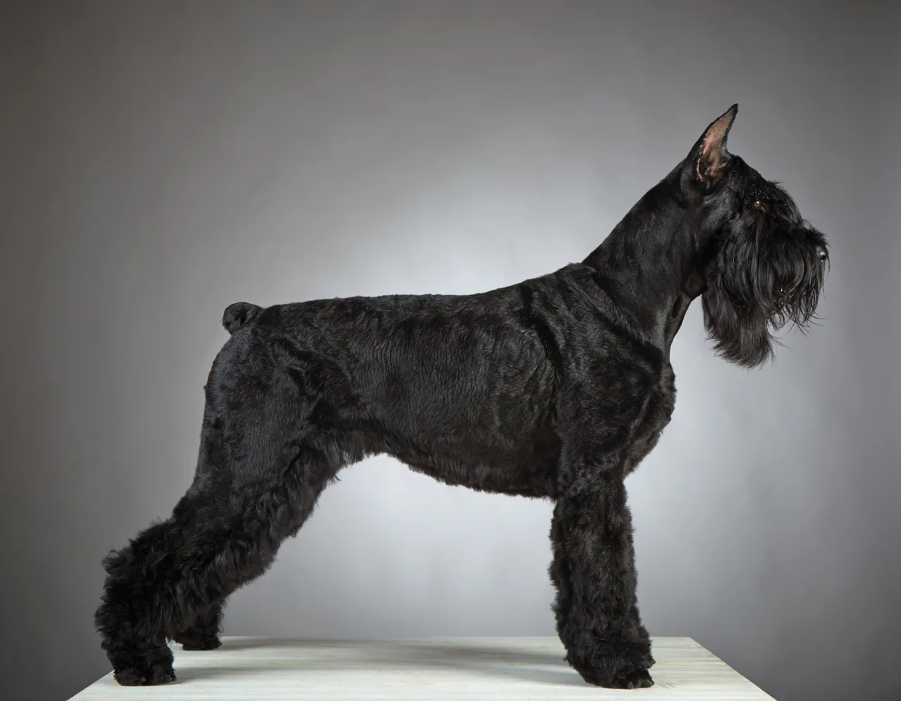 Photo de Schnauzer moyen