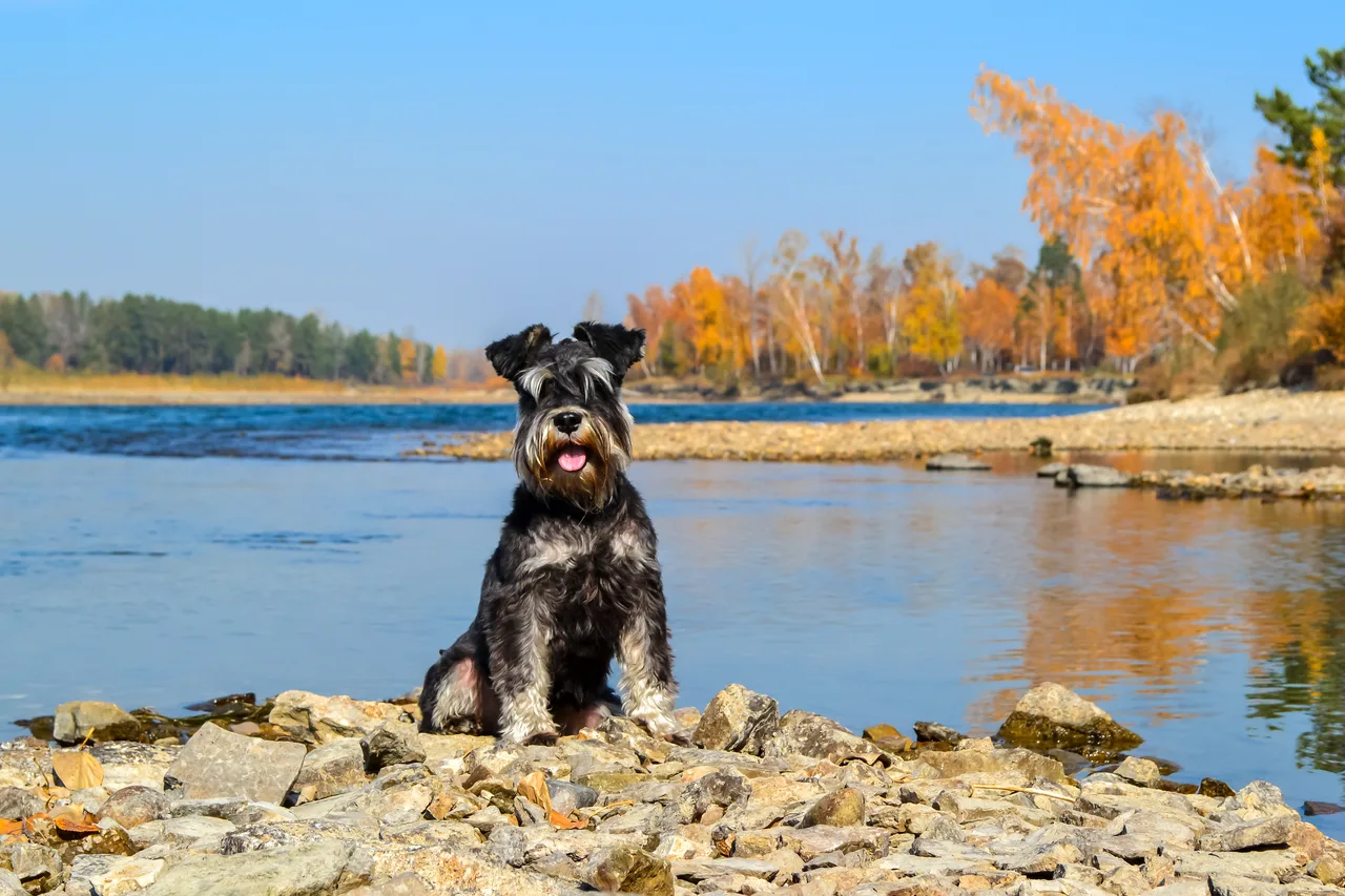 Photo de Schnauzer nain