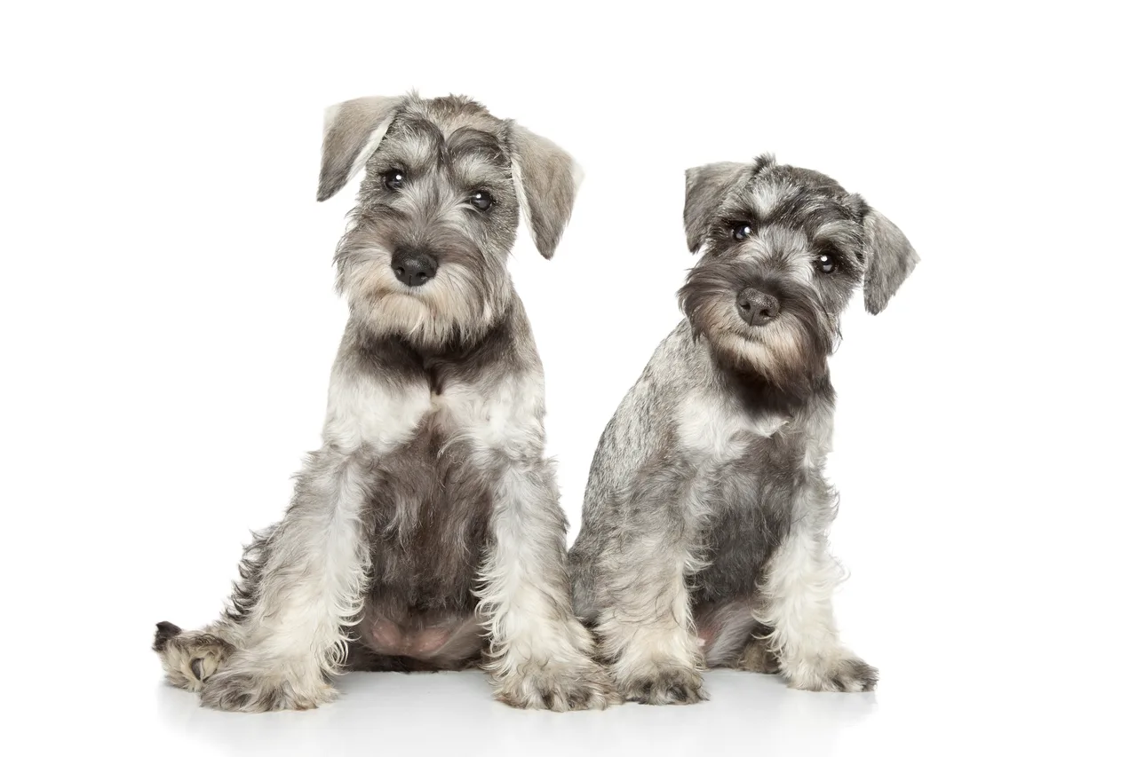 Photo de Schnauzer nain