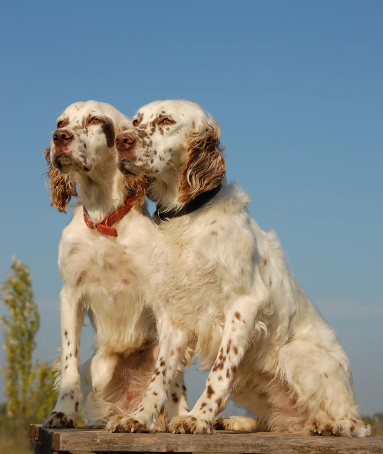 Photo de Setter anglais