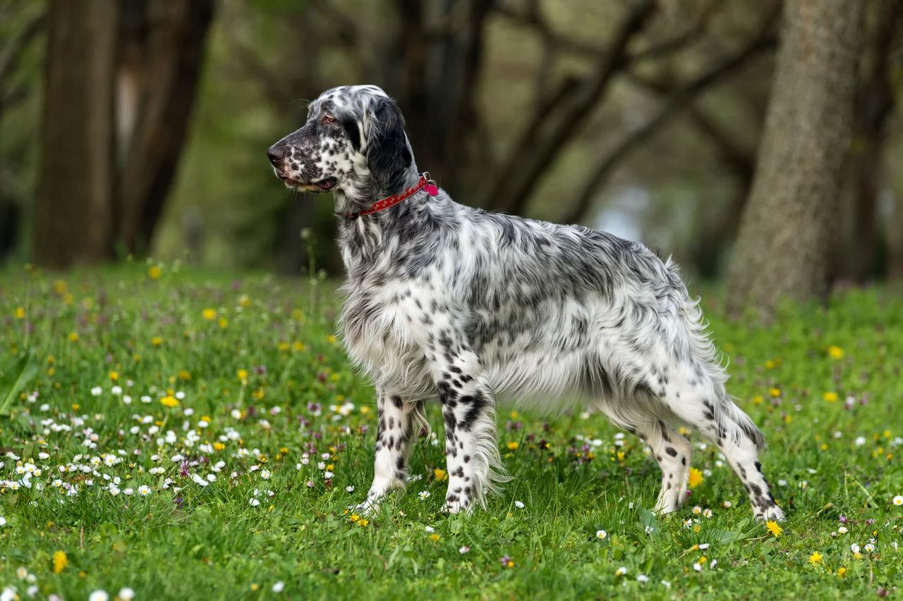 Photo de Setter anglais