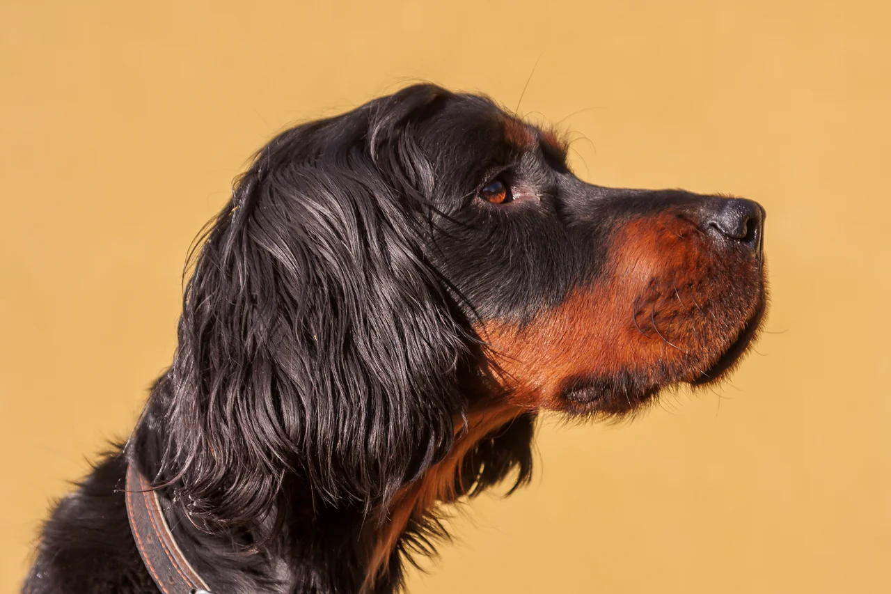 Photo de Setter Gordon