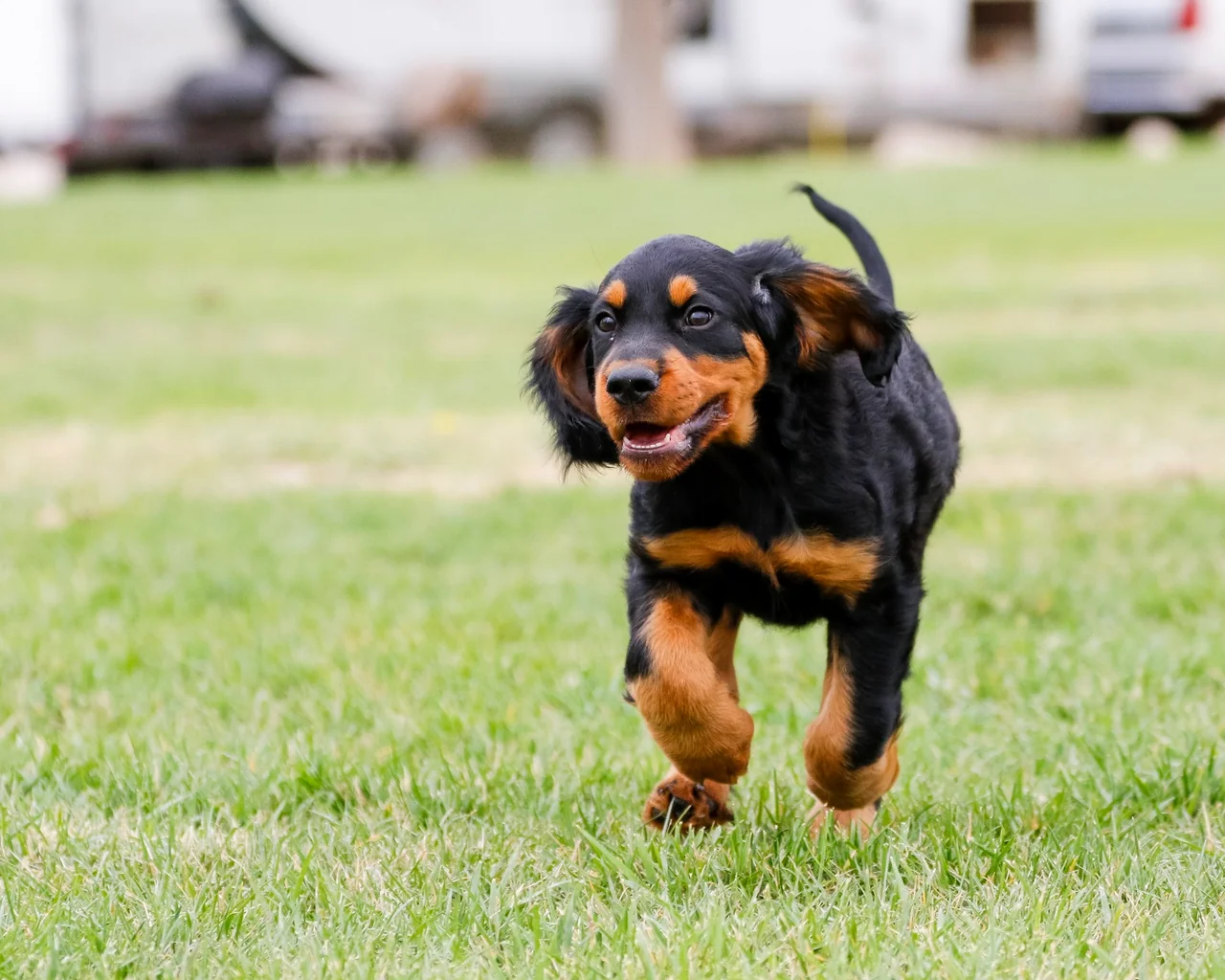 Photo de Setter Gordon