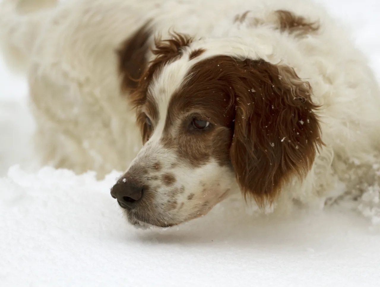 Photo de Setter irlandais rouge et blanc