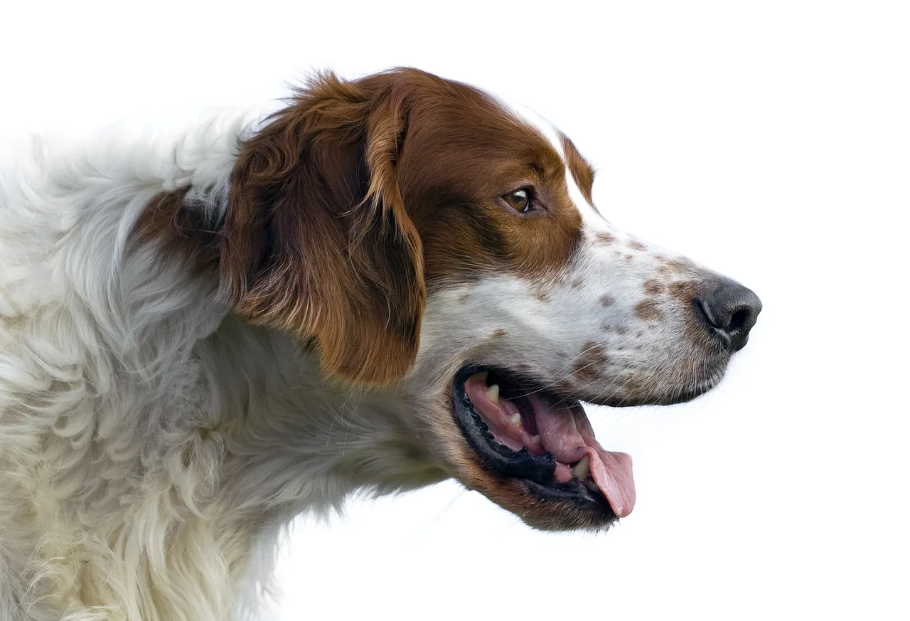 Photo de Setter irlandais rouge et blanc