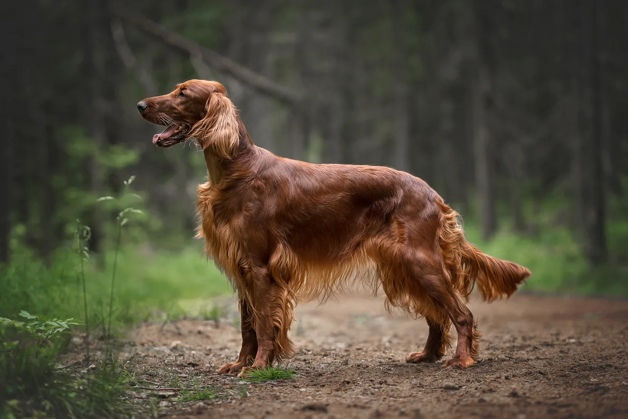 Photo de Setter irlandais rouge