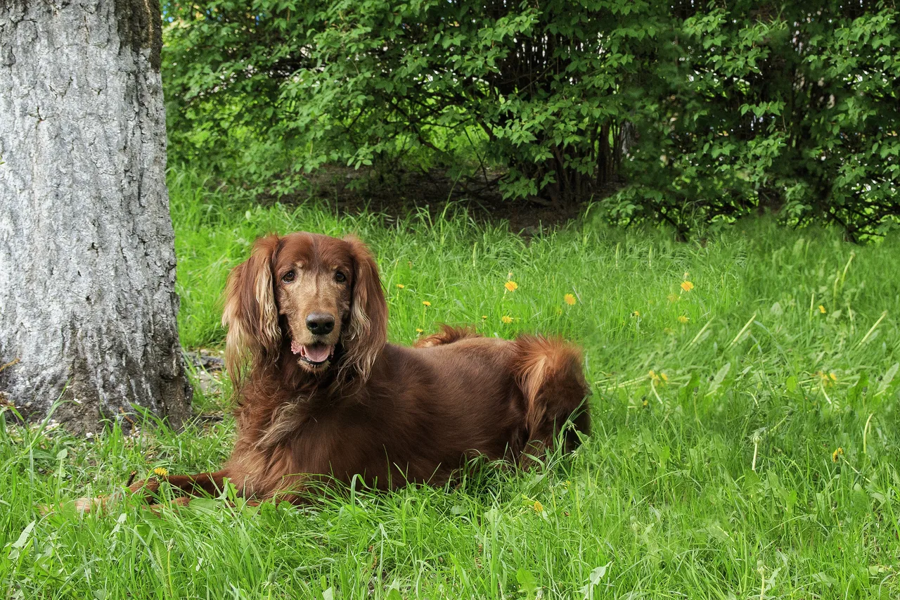 Photo de Setter irlandais rouge