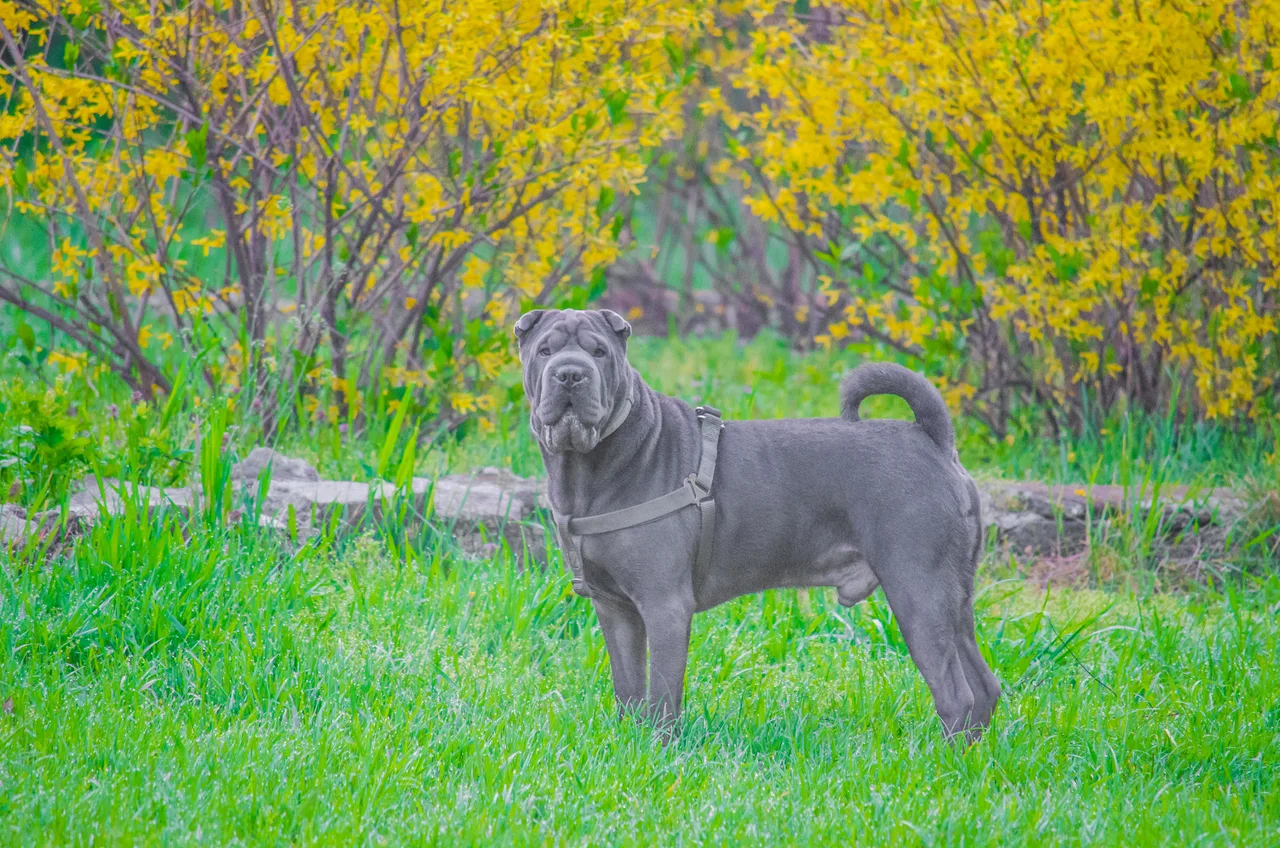 Photo de Shar Pei