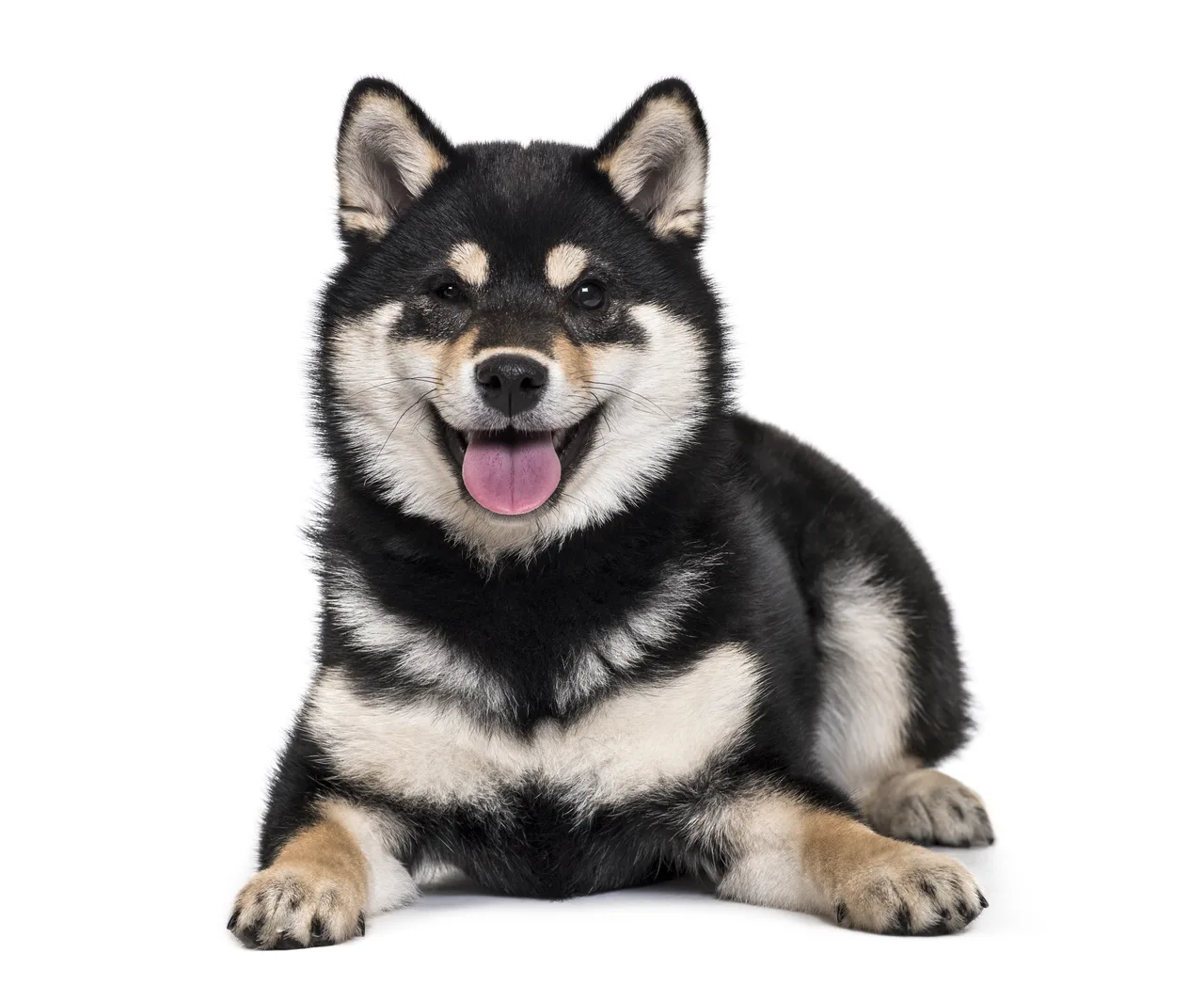 Photo de Shiba Inu