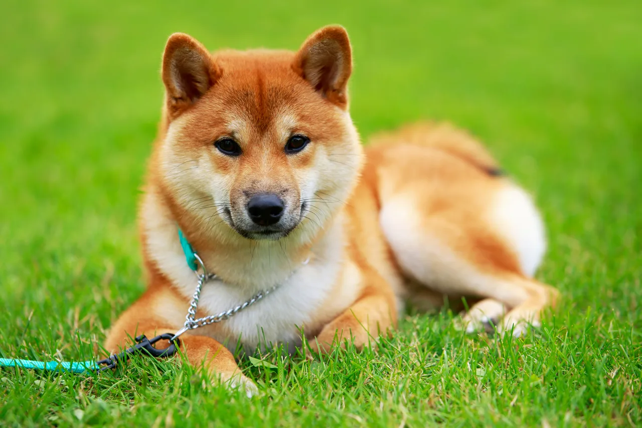 Photo de Shiba Inu