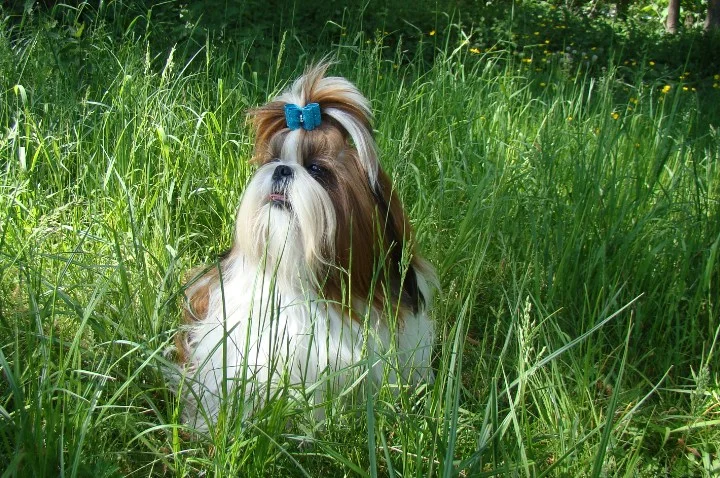 Photo de Shih Tzu