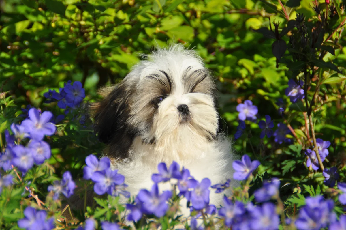 Photo de Shih Tzu