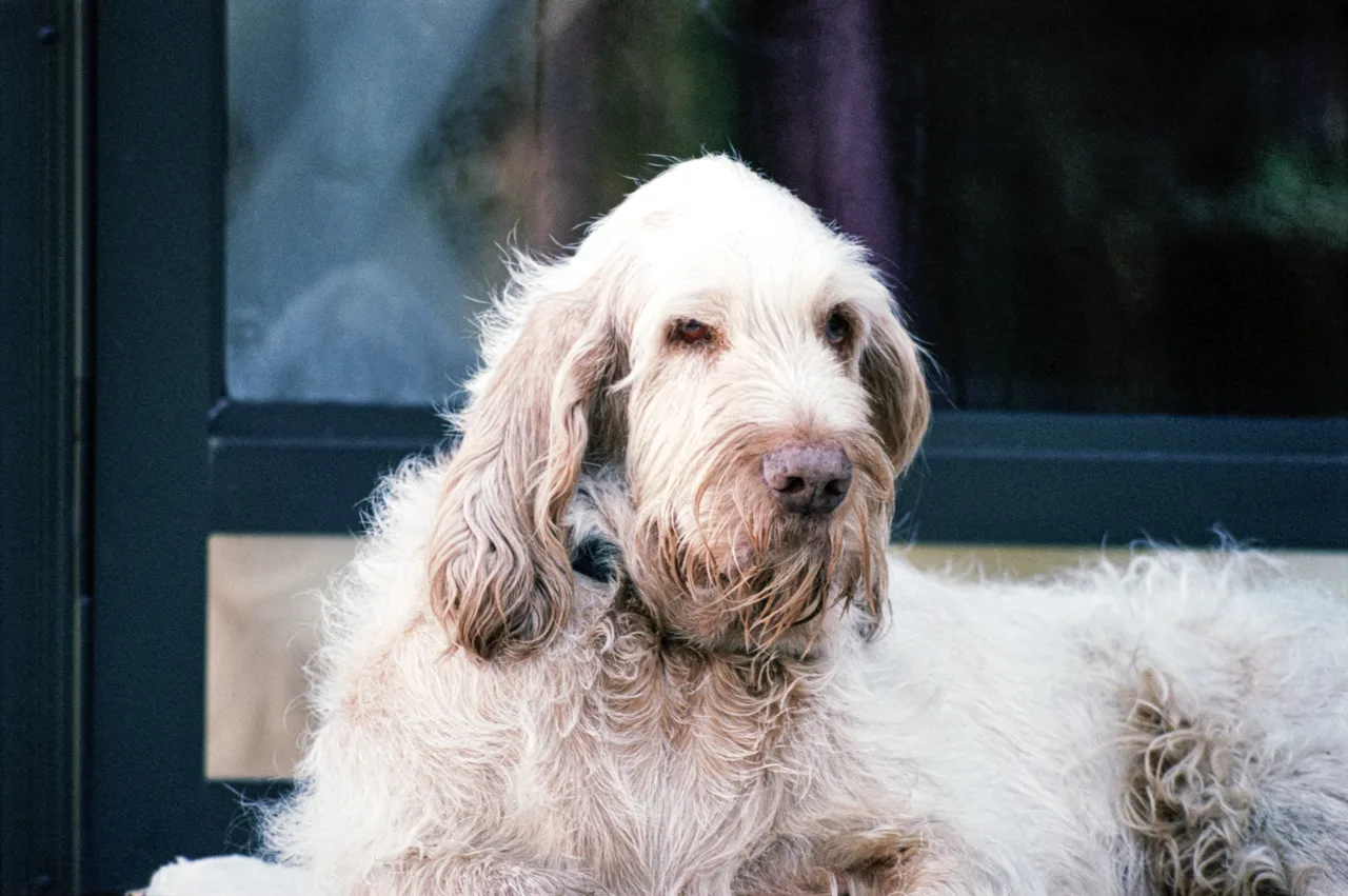 Photo de Spinone