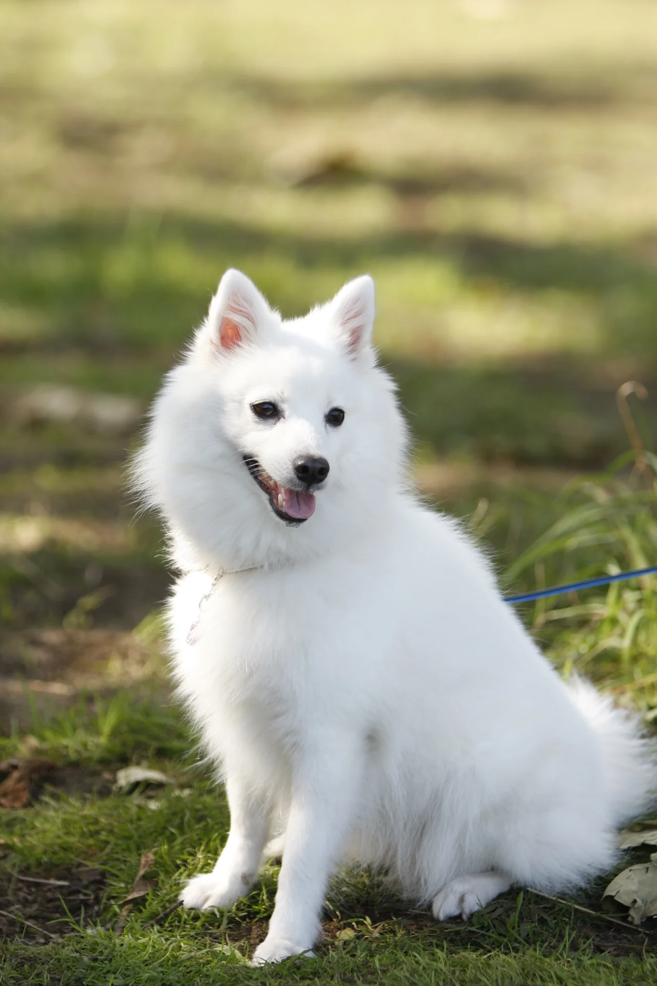 Photo de Spitz allemand