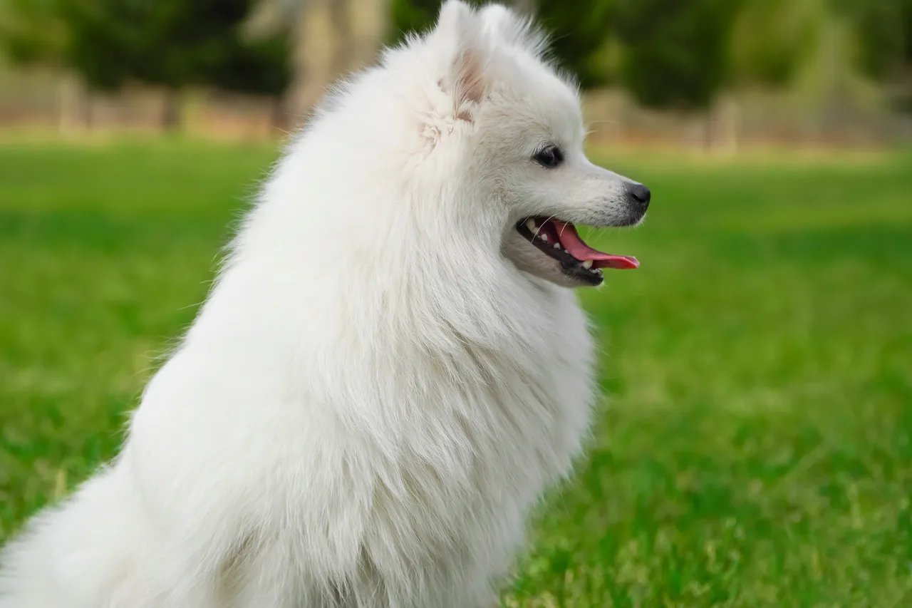 Photo de Spitz japonais