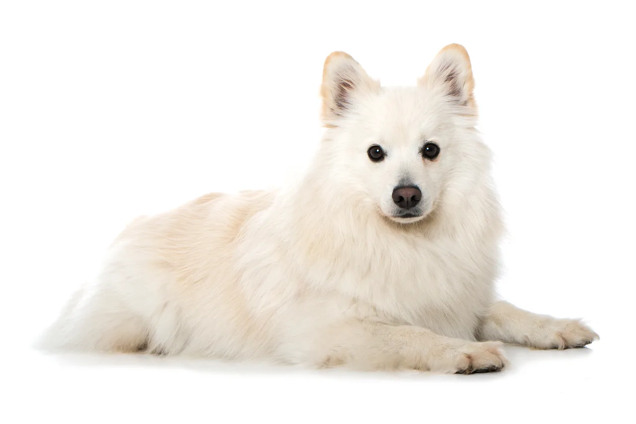 Photo de Spitz japonais