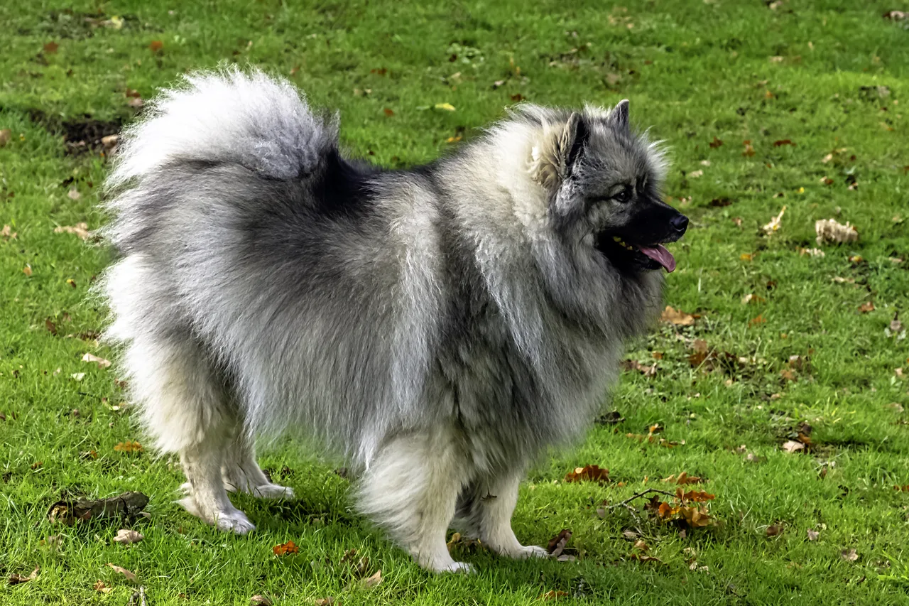 Photo de Spitz loup (Keeshond)
