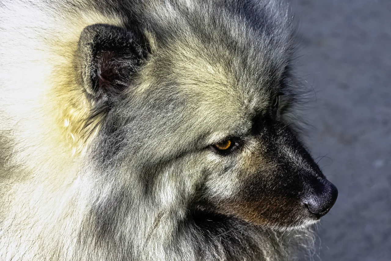 Photo de Spitz loup (Keeshond)