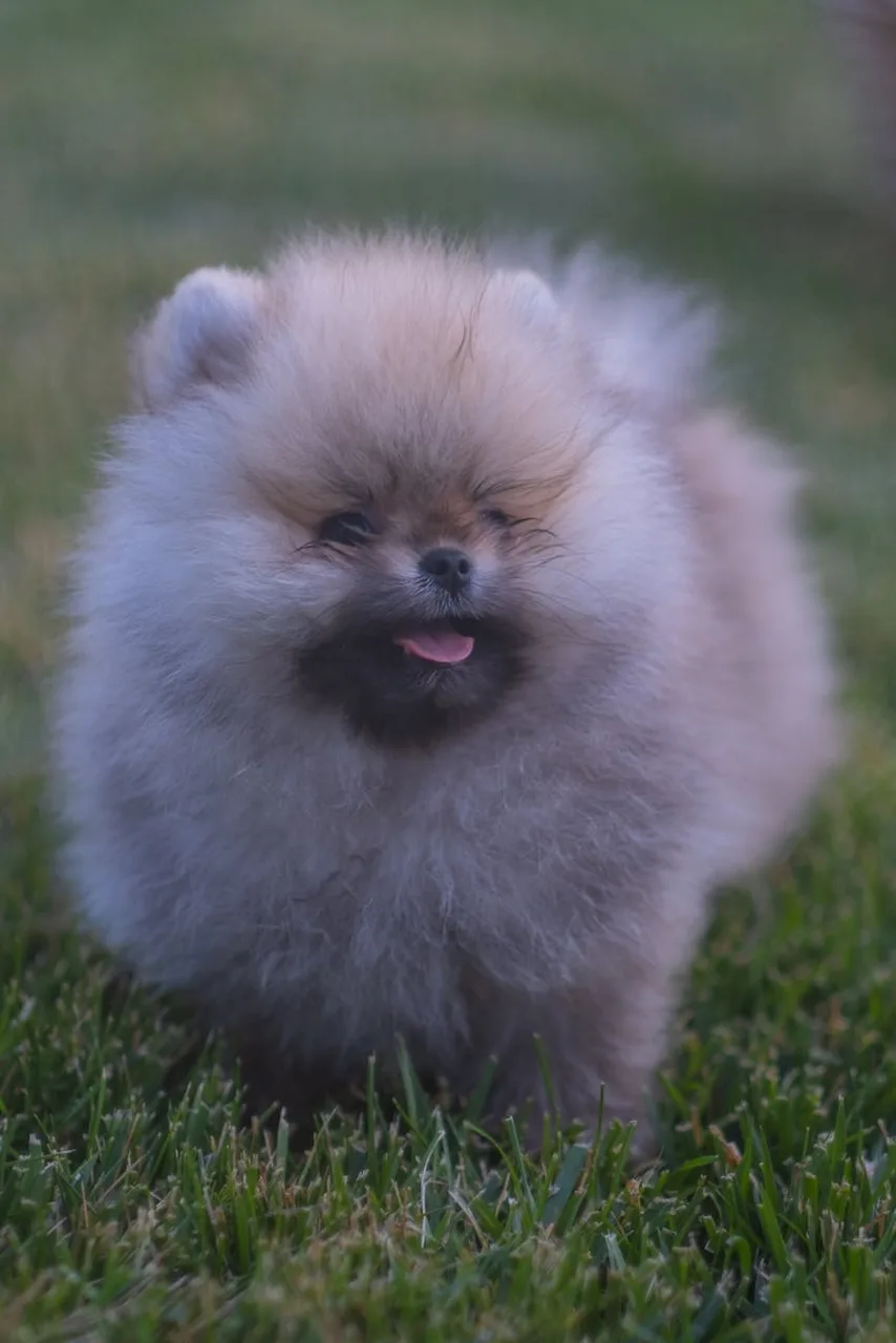 Photo de Spitz nain (Poméranien)