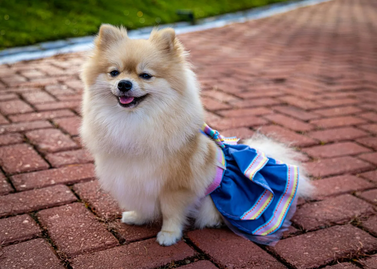 Photo de Spitz nain (Poméranien)
