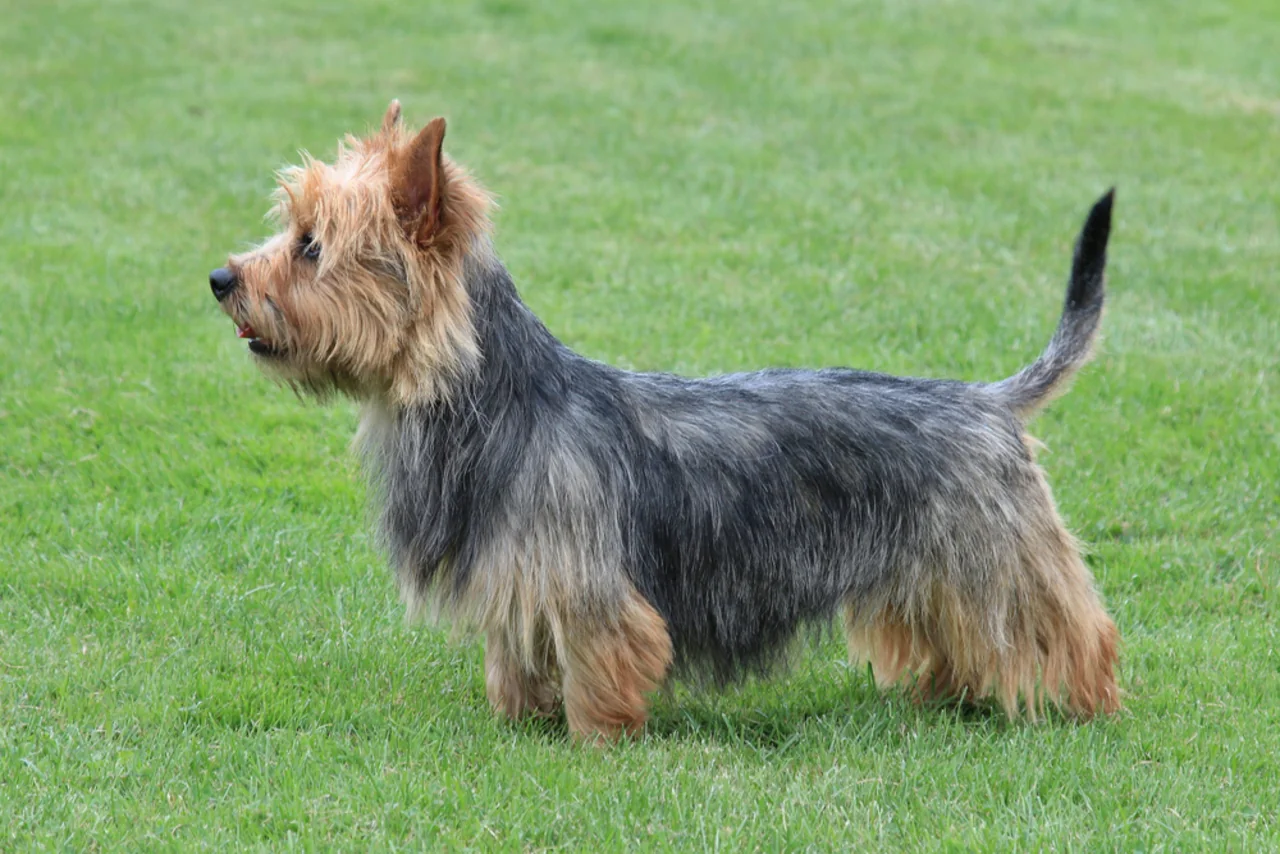 Photo de Terrier australien