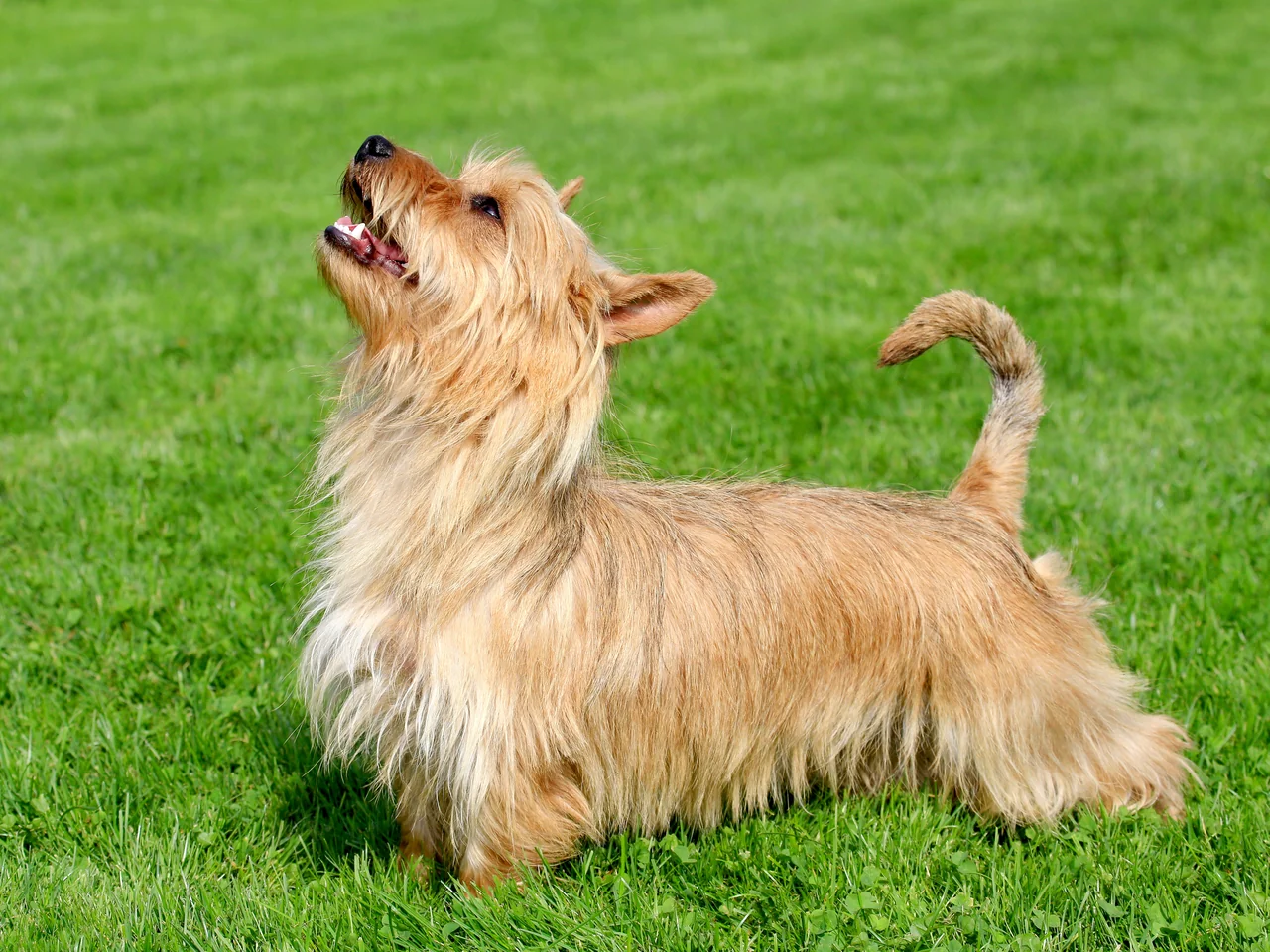 Photo de Terrier australien