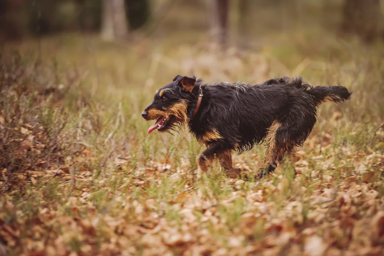 Photo de Terrier de chasse allemand