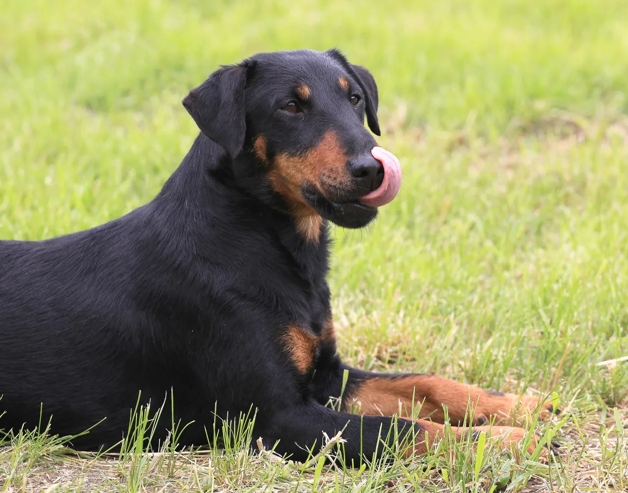Photo de Terrier de chasse allemand